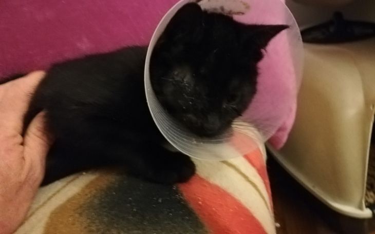 Zbiórka Wizyta Małej Mi i Avengera - zdjęcie główne