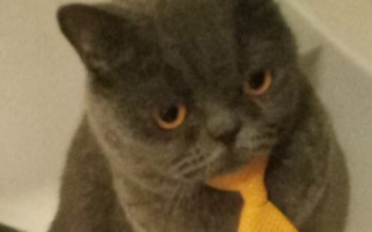 Zbiórka Kotka Olivia potrzebuje pomocy - zdjęcie główne