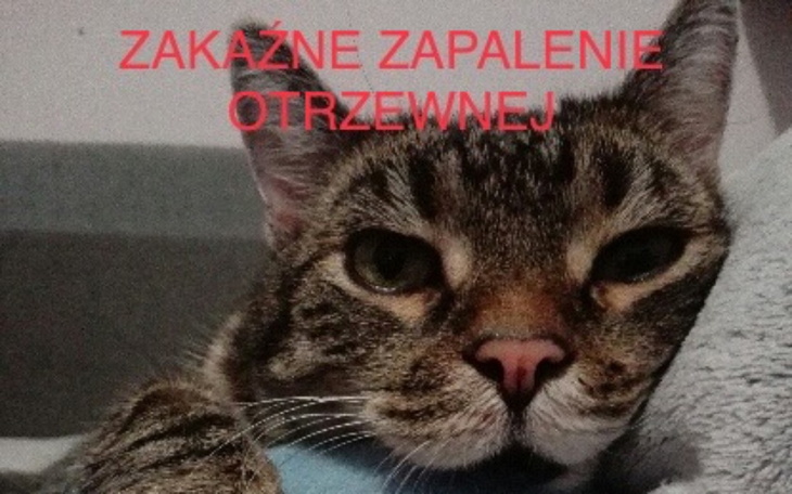 Zbiórka Uratuj życie Mirusia - zdjęcie główne