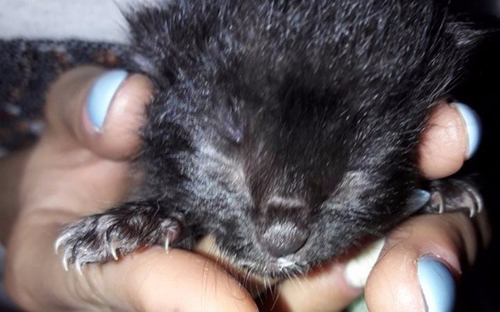 Zbiórka Nakarm kocie sierotki.. - zdjęcie główne