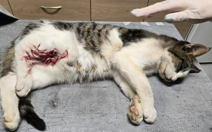 Ranny kot leżący na stole, potrzebujący pilnej pomocy weterynaryjnej.