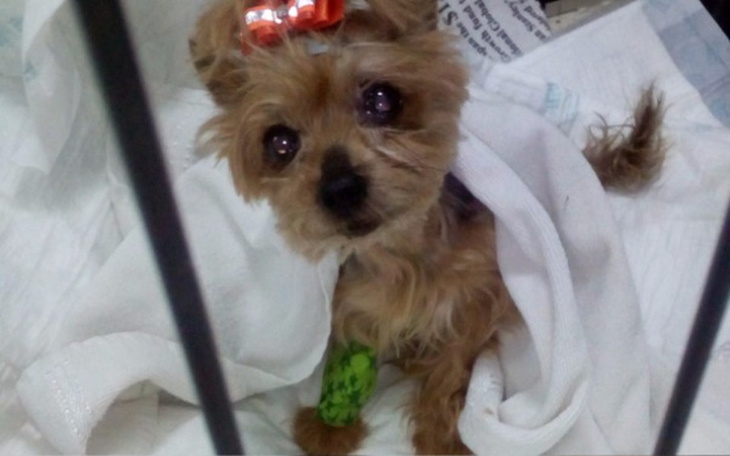 Zbiórka Pomocy! Walka o życie Wiki! - zdjęcie główne