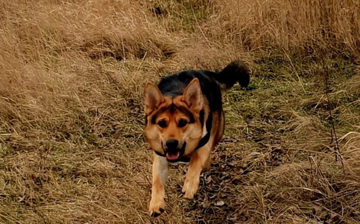 Zbiórka Ratujmy Tojusia - zdjęcie główne