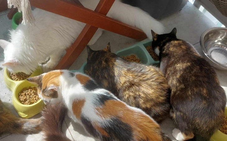 Kot leżący na poduszce, otoczony kwiatami.