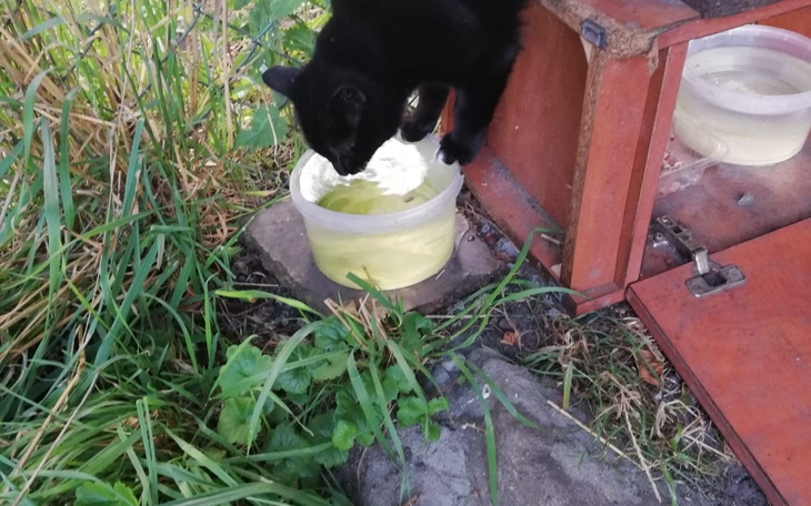 Zbiórka Koty wolnożyjące w potrzebie. - zdjęcie główne