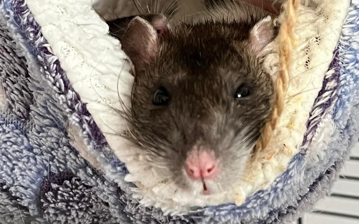 Zbiórka Zbiórka na operację Freyji - zdjęcie główne