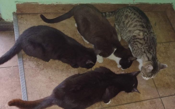 Zbiórka Leczenie,karma dla stadka kotów - zdjęcie główne