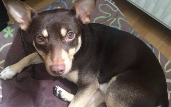 Zbiórka Pomoc dla Donatana, pieska po pr - zdjęcie główne