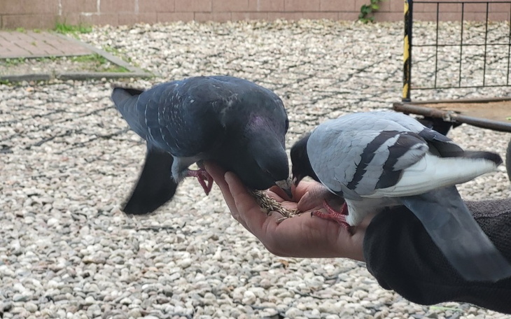 Zbiórka Na ziarno dla Grusi i jej kumpli - zdjęcie główne