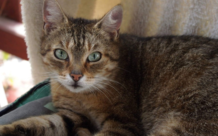 Zbiórka Operacja guza u kotki - zdjęcie główne