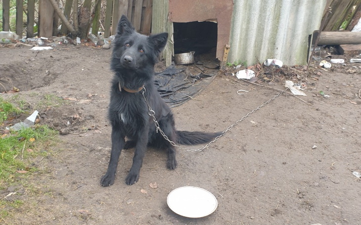 Czarny pies przy budzie, czekający na jedzenie.