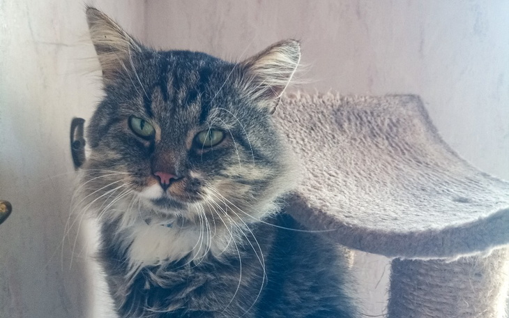 Zbiórka Dajmy szansę Bazylemu - zdjęcie główne