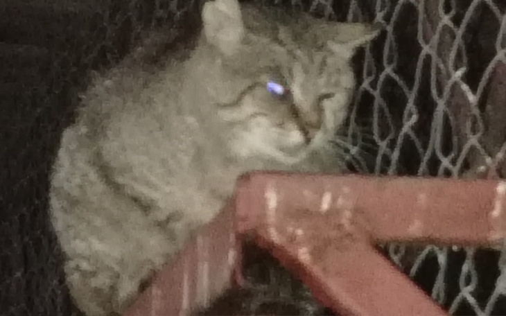 Zbiórka Bezdomne koty proszą o jedzenie - zdjęcie główne