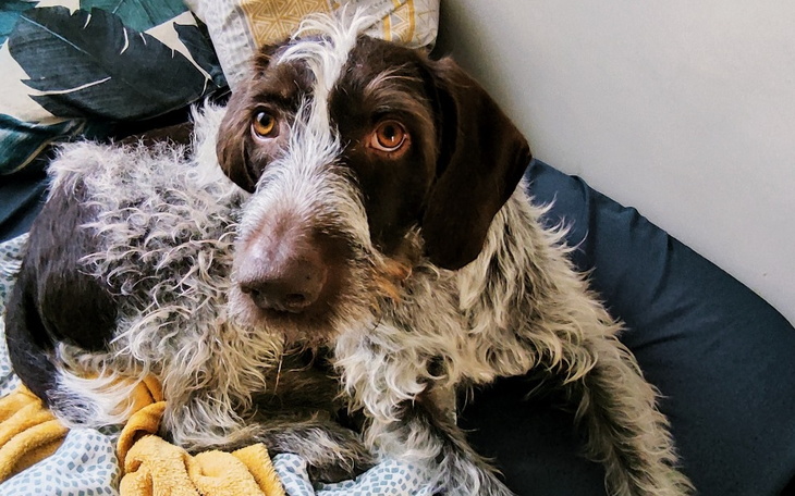 Zbiórka Badanie Harrutka - zdjęcie główne