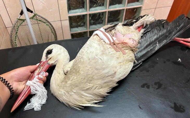 Bocian z kontuzją, otrzymujący pomoc weterynaryjną.