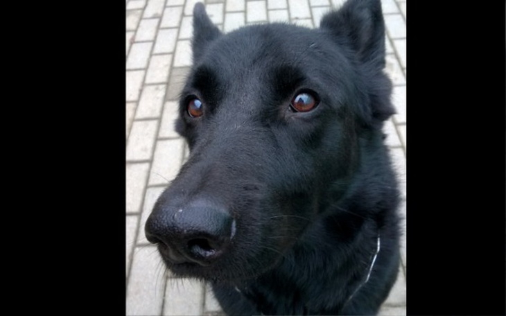 Zbiórka Elvis wiecznie żywy! - zdjęcie główne