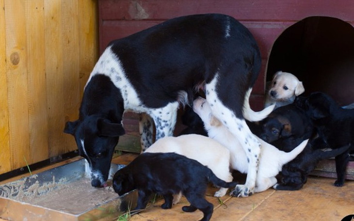 Zbiórka Holly – sunia i jej 8 szczeniąt - zdjęcie główne