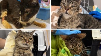 Zbiórka Walczymy o cztery kocie życia! - miniaturka zdjęcia