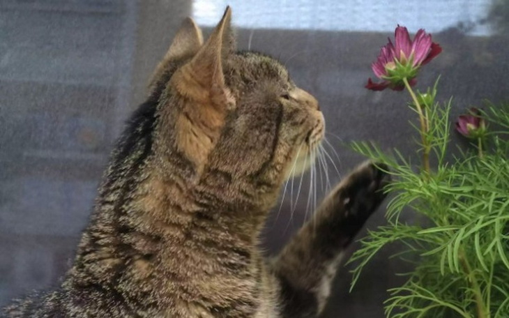 Kot wąchający kwiaty przez okno.