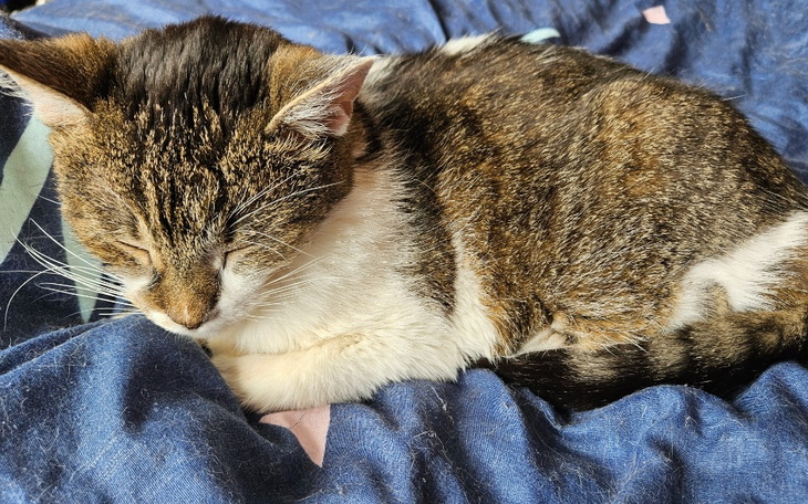 Zbiórka Na pomoc Mii - zdjęcie główne