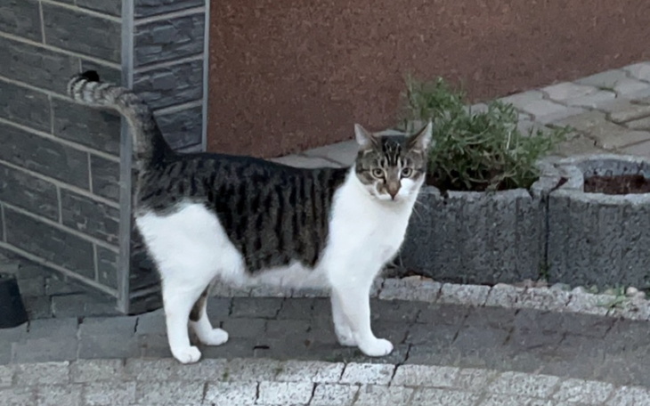 Zbiórka Pomoc bezpańskim zwierzęcią - zdjęcie główne