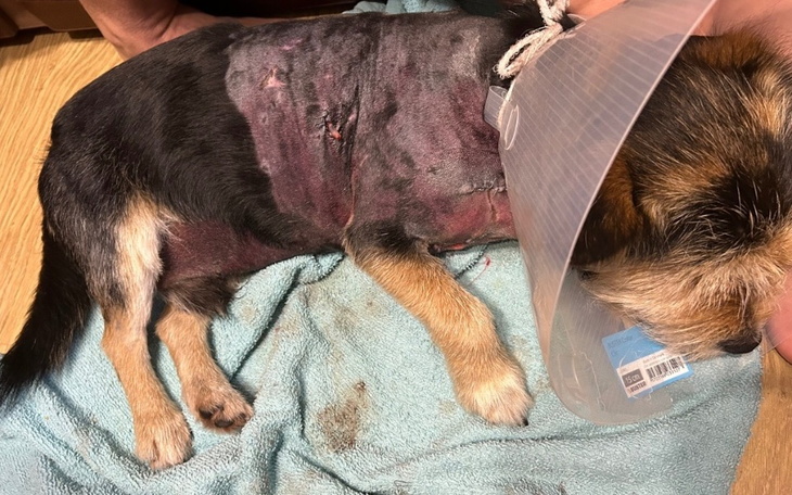 Pies w kołnierzu ochronnym, leżący na ręczniku.