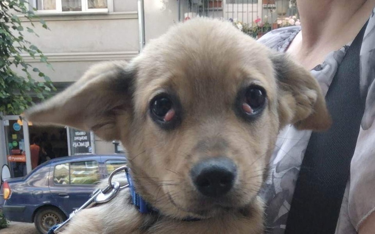 Zbiórka Kopany bezimienny maluszek - zdjęcie główne