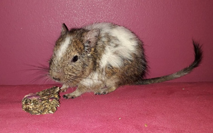 Zbiórka Sierpień "u Kociary" - zdjęcie główne