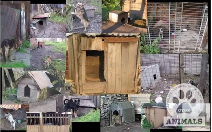Kolaż zdjęć psów i bud, pokazujący ich trudne warunki.