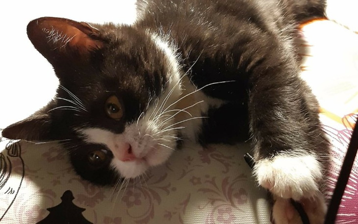 Zbiórka Rescue the Timon kitty - zdjęcie główne