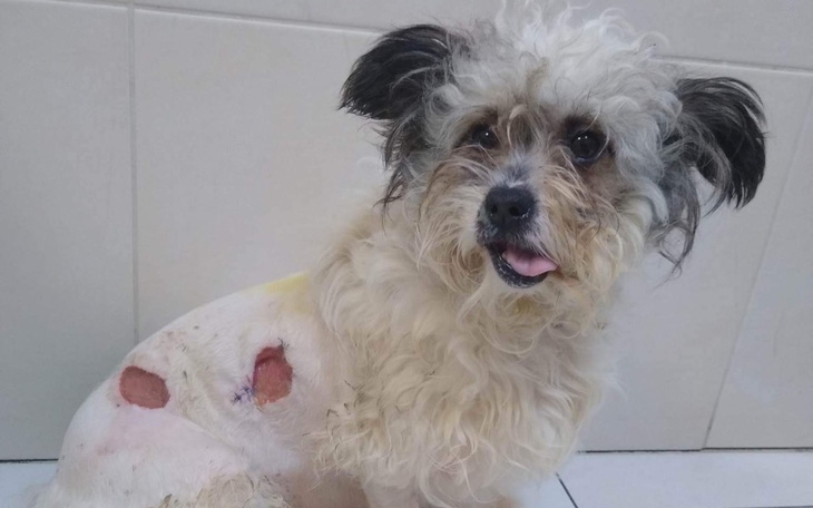 Zbiórka Walczymy o zdrowie Pianki - zdjęcie główne