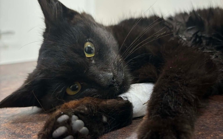 Czarny kot leżący na stole, wygląda na zrelaksowanego.