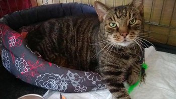 Zbiórka Potrzebny zabieg - miniaturka zdjęcia