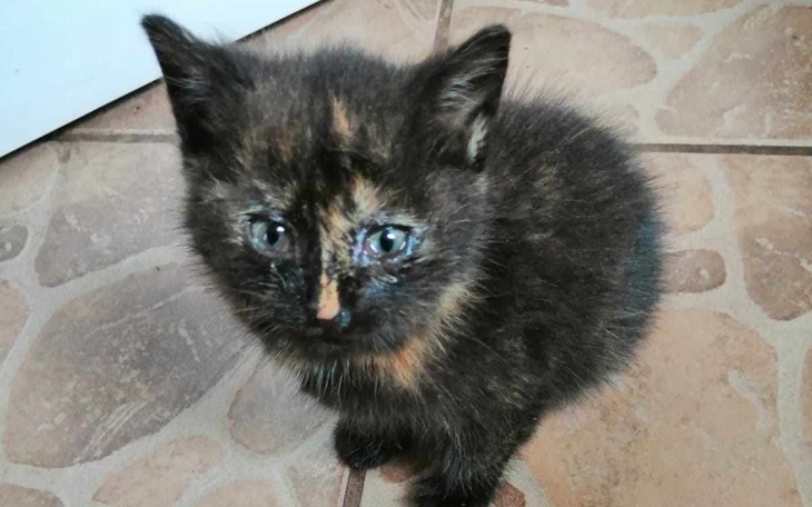 Mały kotek z dużymi oczami, wyglądający na zmartwionego.