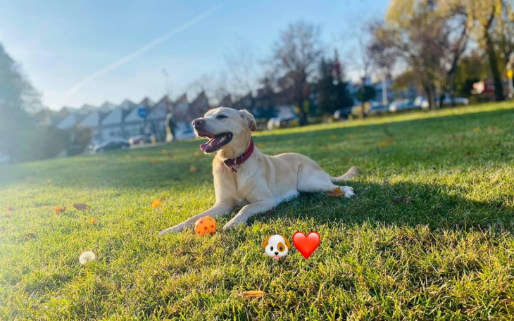 Zbiórka Na leczenie mojego psiaka - zdjęcie główne