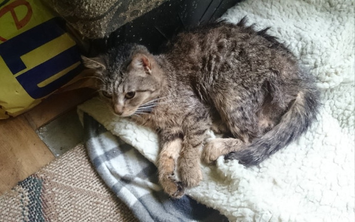 Zbiórka Operacja kotka - zdjęcie główne