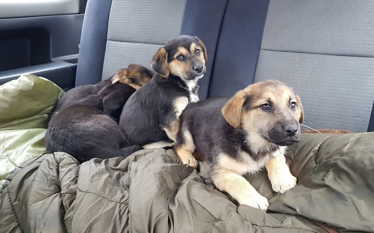 Zbiórka Zbiórka na pełne michy - zdjęcie główne