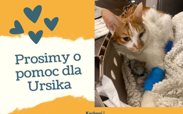 Zbiórka Walczymy o życie Ursika - zdjęcie główne