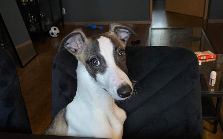 Zbiórka Zbiórka na leczenie LOKO - zdjęcie główne