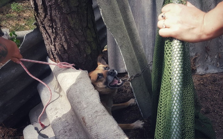 Zbiórka Zakończ dramat psów z Kozienic - zdjęcie główne