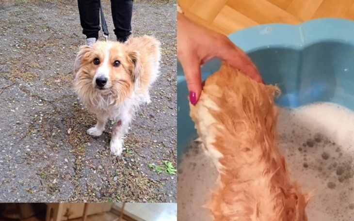 Zbiórka Lucky i kocia rodzina - zdjęcie główne