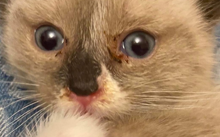 Zbiórka opercja złamanej łapki kota - zdjęcie główne