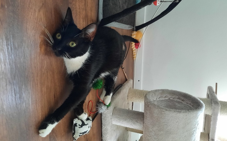 Zbiórka Zdrowie dla Fiony - zdjęcie główne