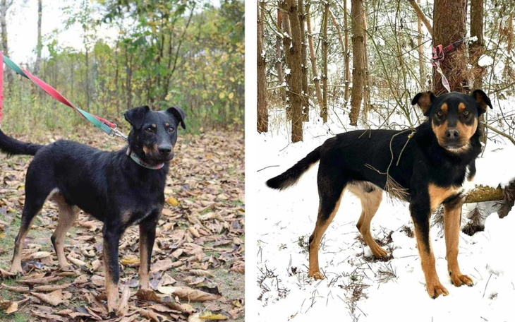 Zbiórka Gaj- pilny transport - zdjęcie główne