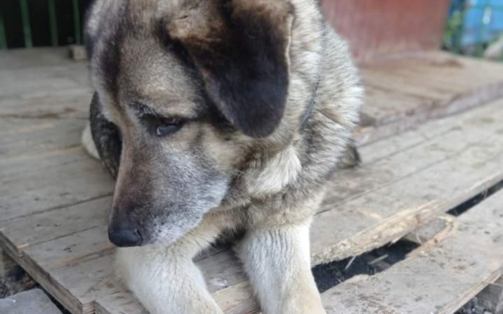 Zbiórka Historia jakich mało, Misio. - zdjęcie główne