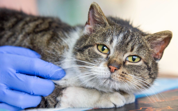 Zbiórka Mruczarnia, kwiecień - zdjęcie główne