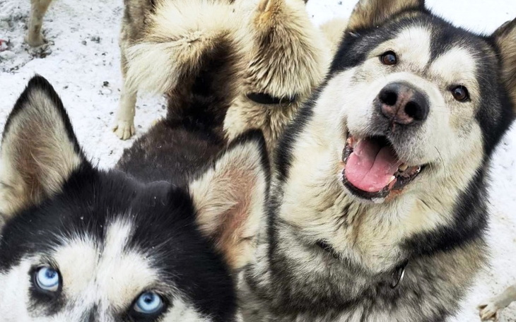 Grupa psów rasy husky, uśmiechnięte i radosne.