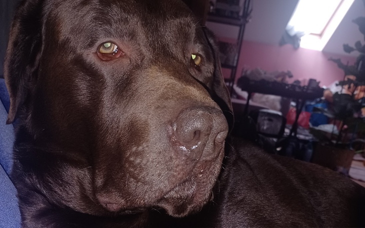 Ciemny labrador leżący na kanapie, z bliska.