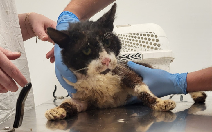 Zbiórka Dzielny kot potrzebuje pomocy - zdjęcie główne