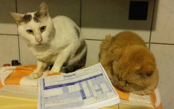 Zbiórka Zbiórka na surowicę dla kociąt - zdjęcie główne